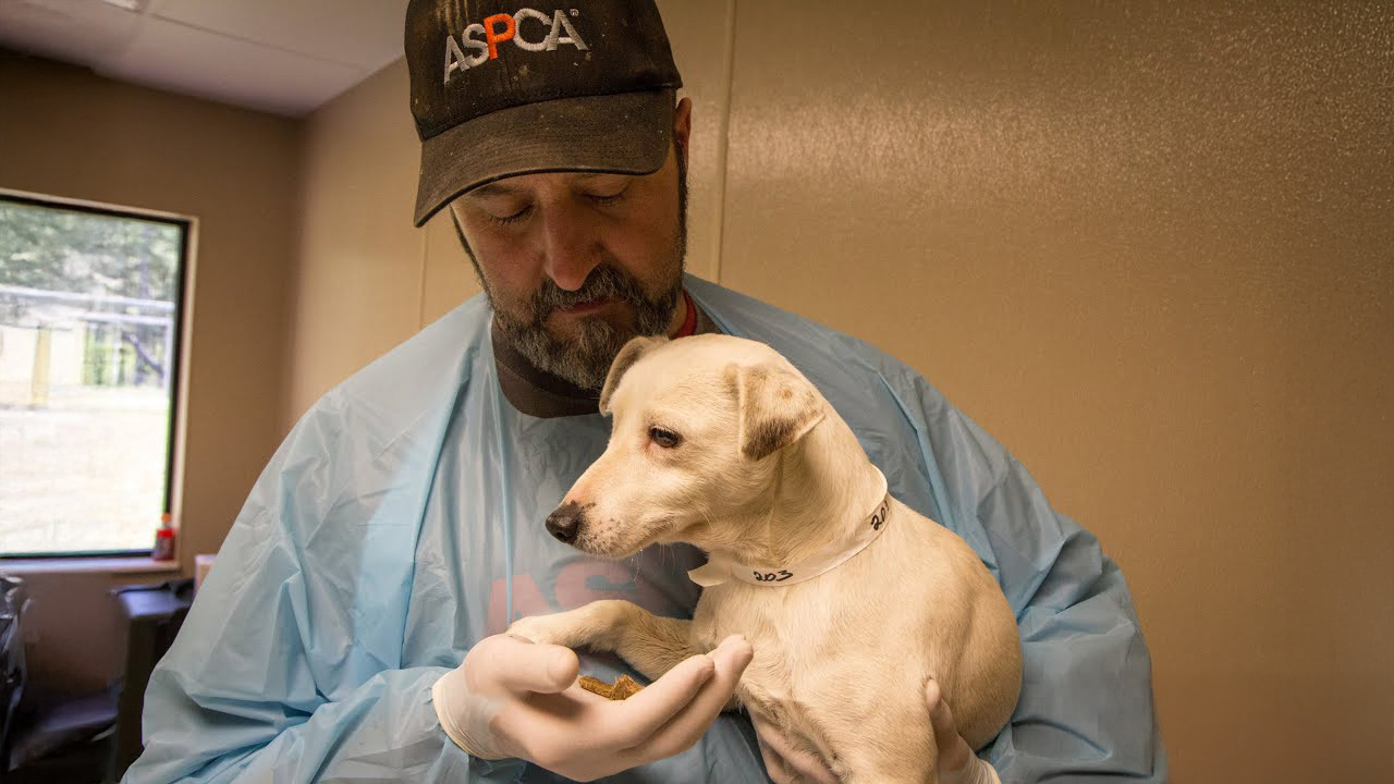 Coconut - The Dog Who Inspired Millions