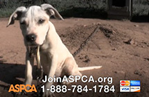 Aspca Dog Fighting Tv Commercial